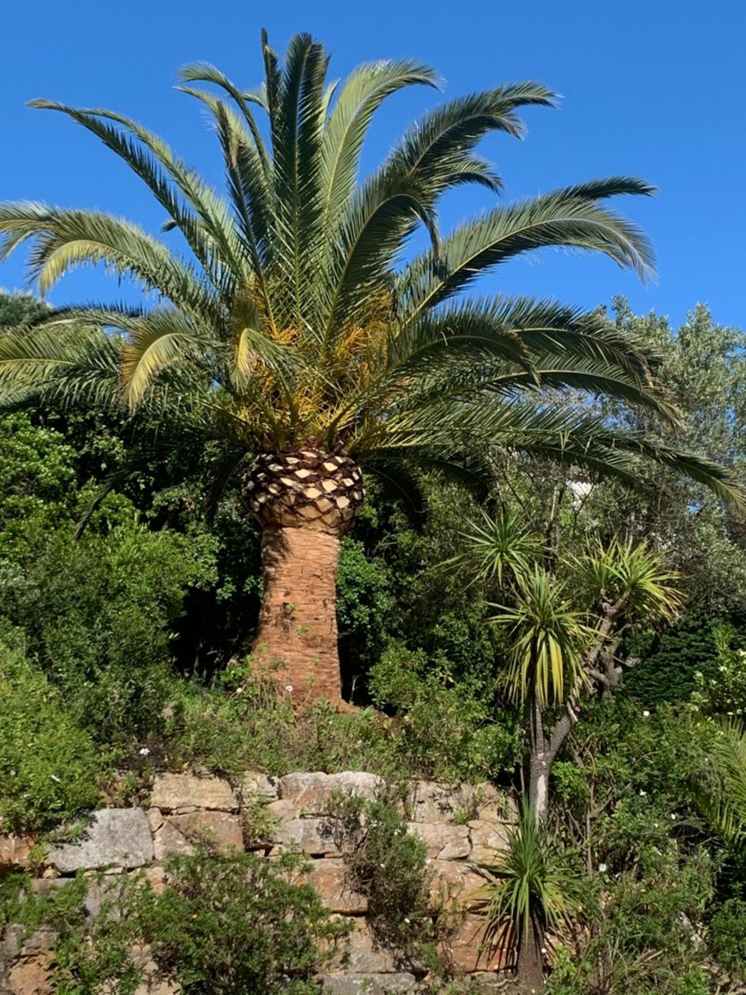 Paradis Provencal Sainte-Maxime Dış mekan fotoğraf